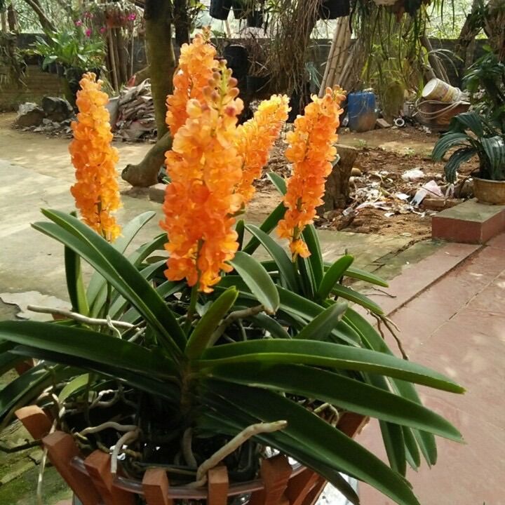 Hoa Lan hoàng hỏa cam(2 cây)