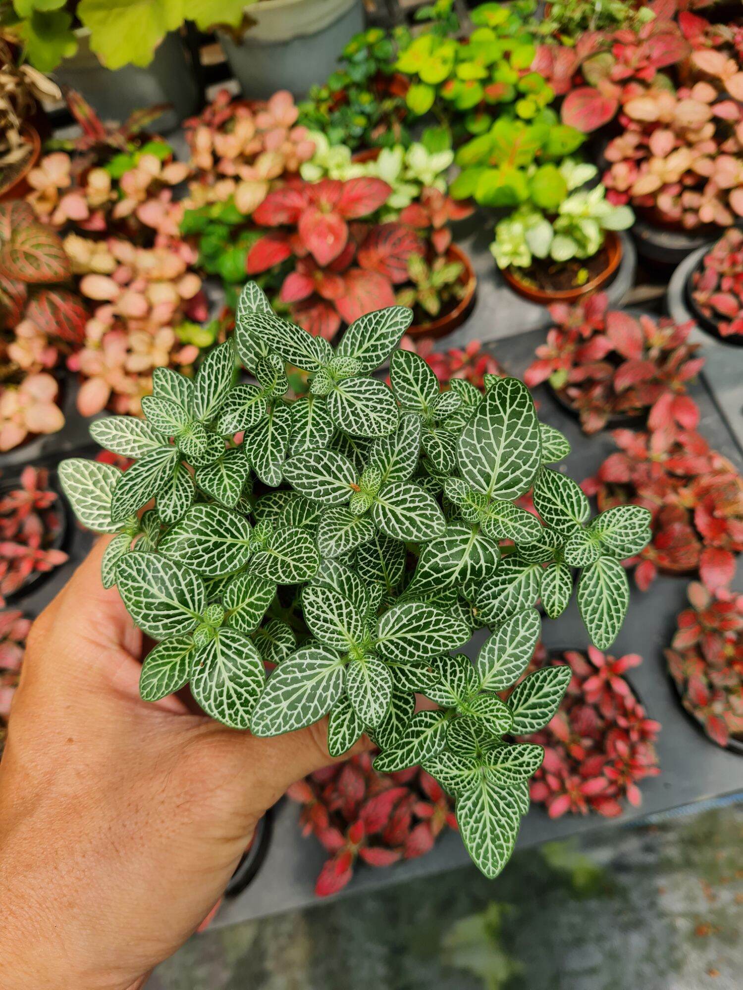 Cây lá may mắn cẩm nhung