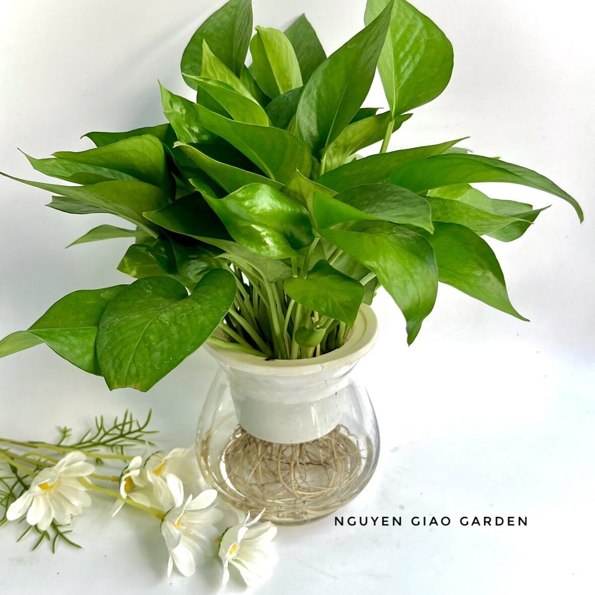 Cây Trầu Bà Thủy Sinh