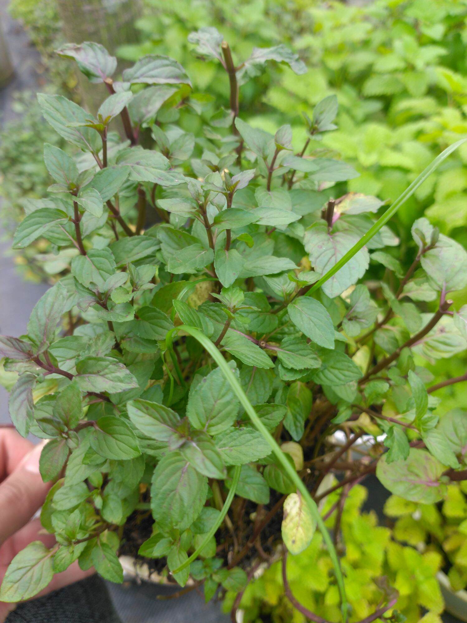 cây bạc hà pepermint một chậu nhiều cây
