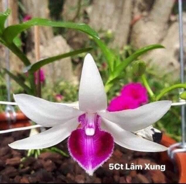 Phi Điệp 5 Cánh Trắng Lâm Xung  hàng giống