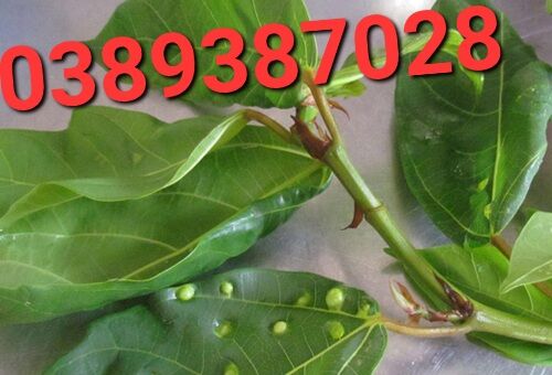Lá sung tươi hút chân không khi gửi xa,500g