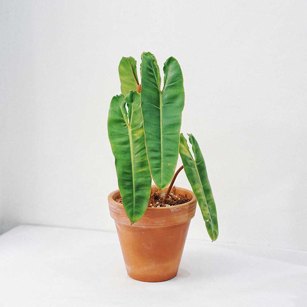 Hồng Hạc Chân Cam- philodendron billlitae-cây con khoẻ mạnh, đang phát triển
