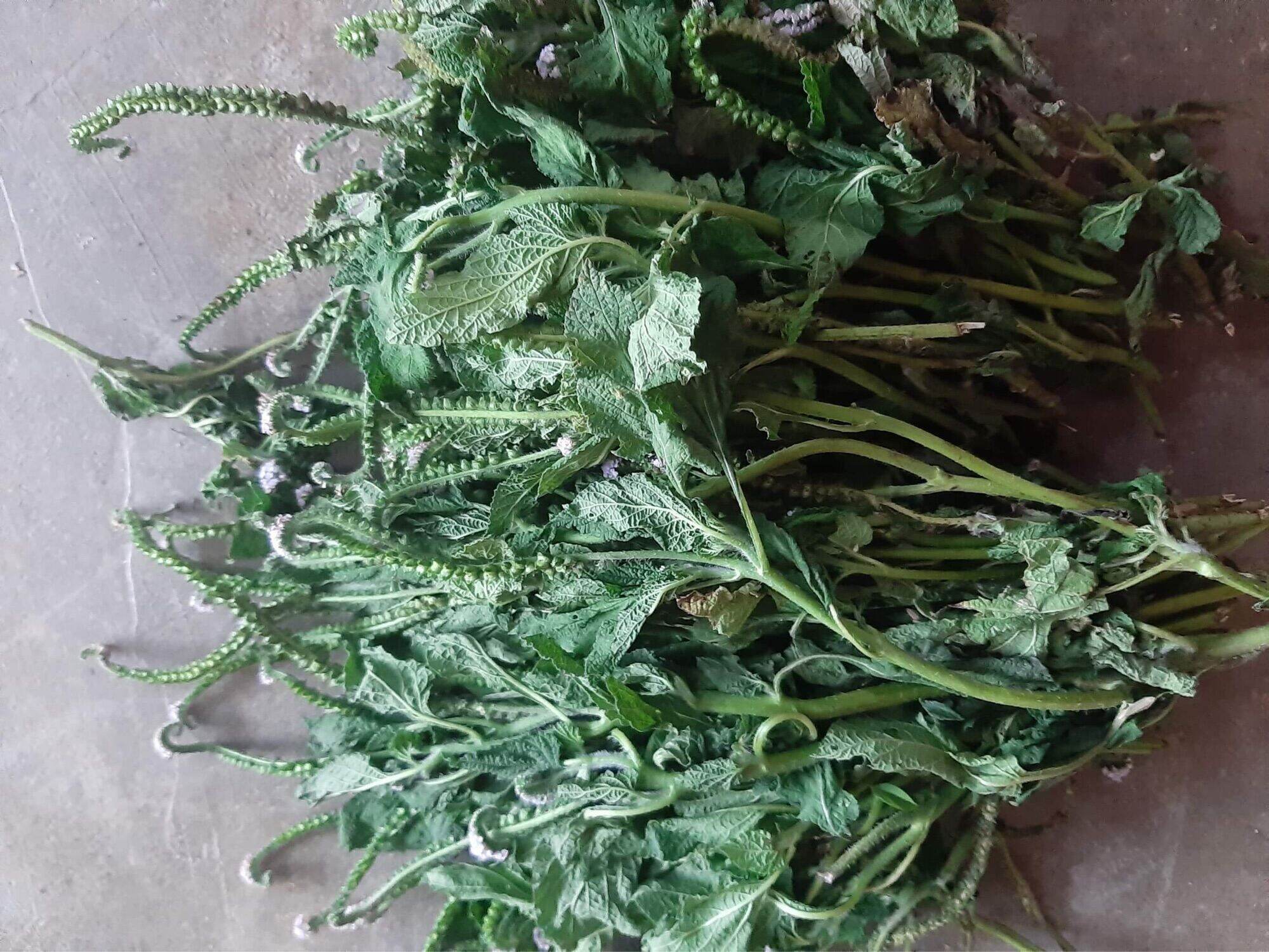 Cây vòi voi khô (1-2kg)