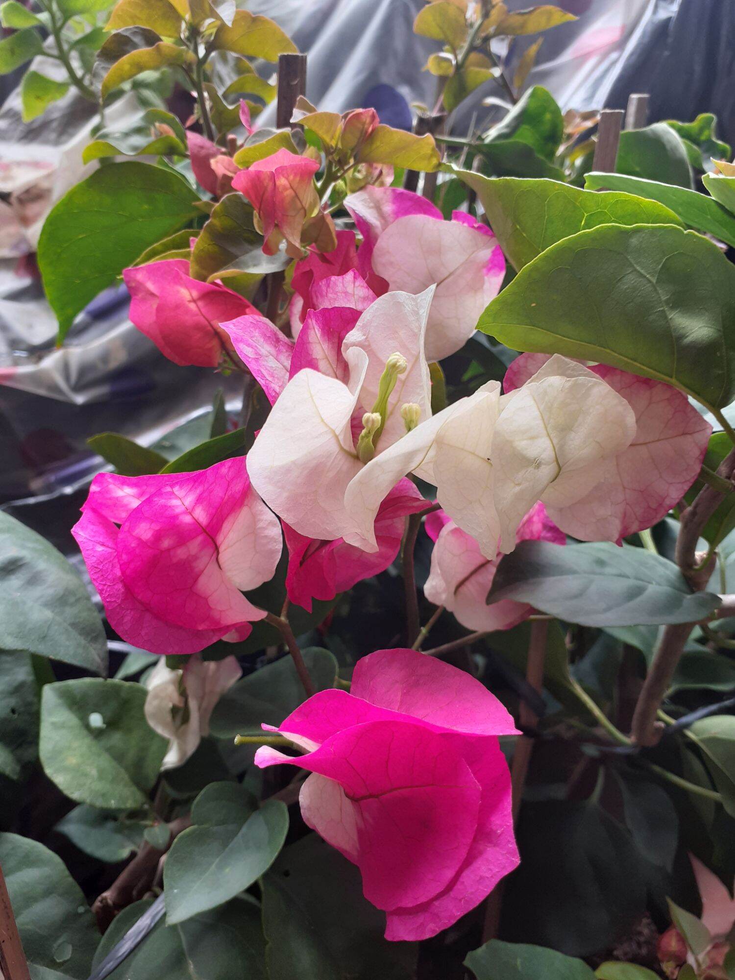 Hoa giấy Ấn Độ size nhỏ