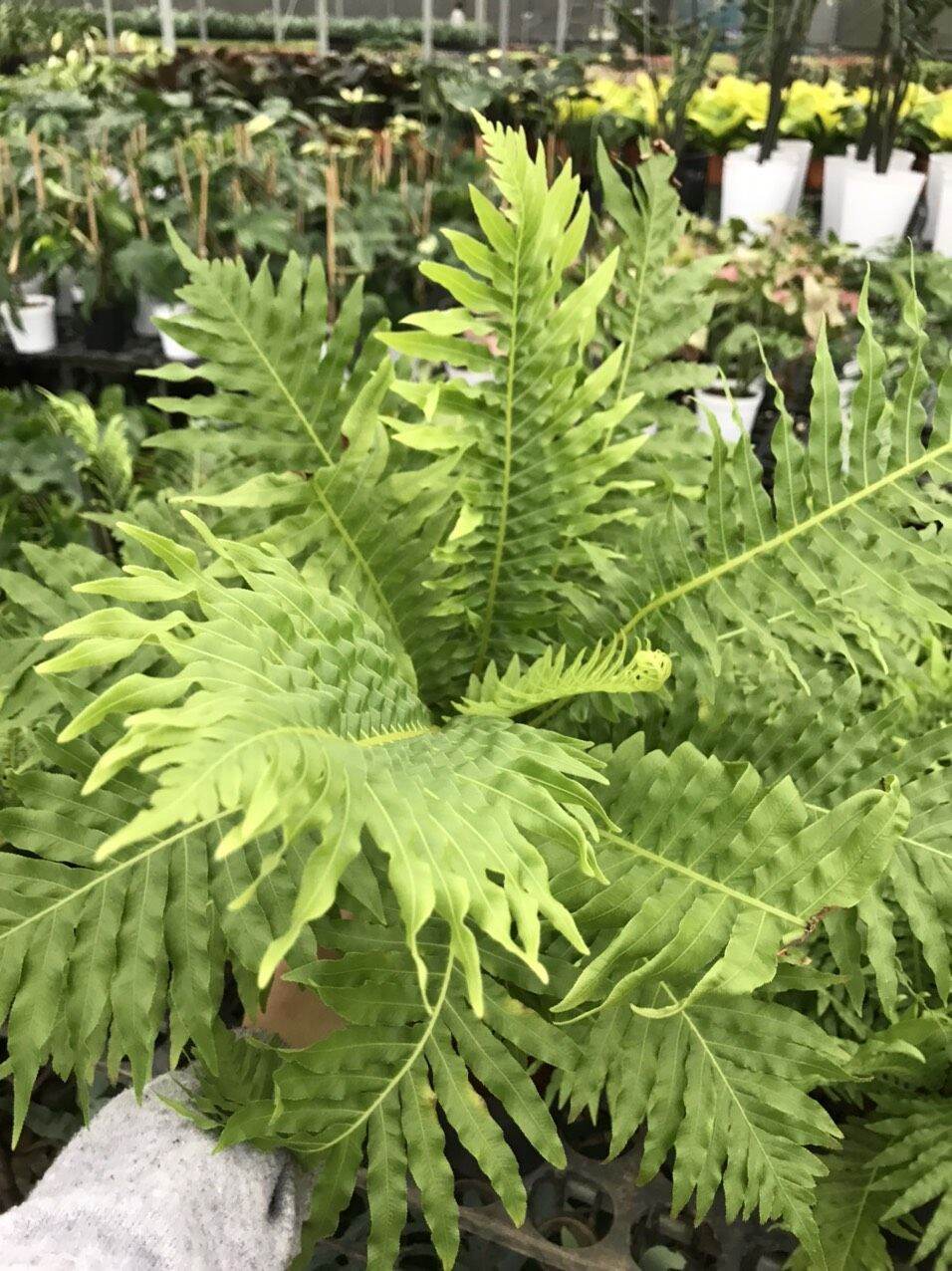 Dương xỉ khổng tước - Blechnum gibbum.