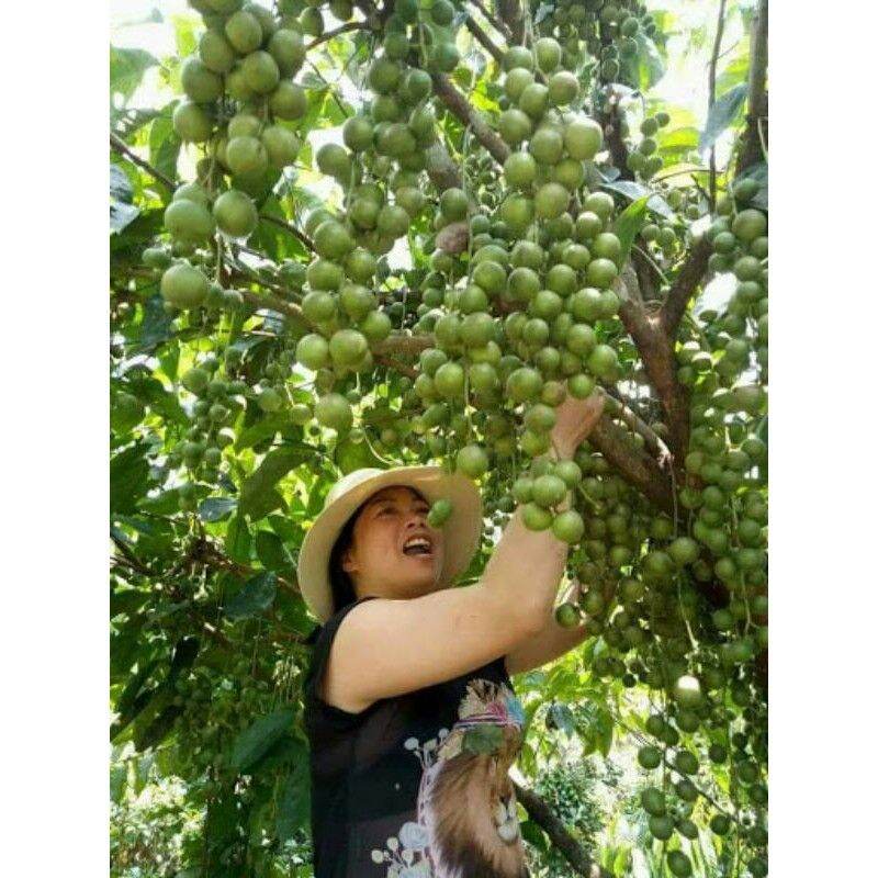Cây giống Dâu xanh Gia Bảo