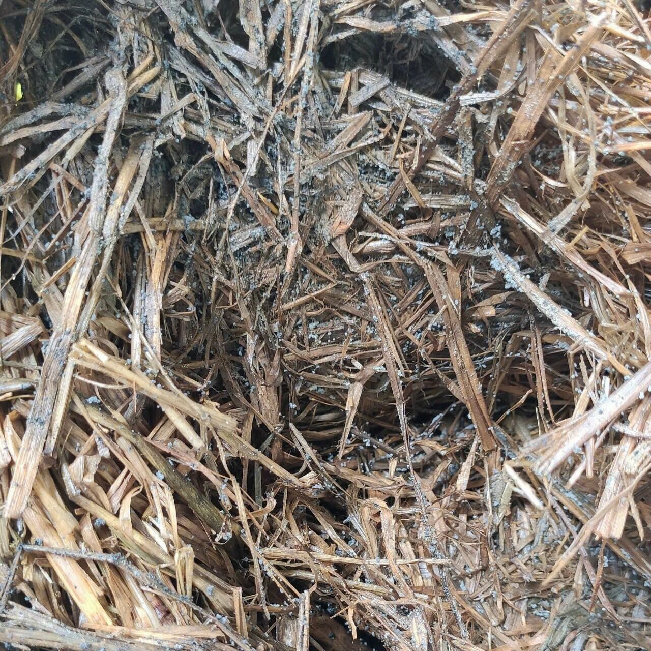 chế phẩm mấm đối kháng ~ TRICHODERMA ( humic)  sfarm gói 1kg