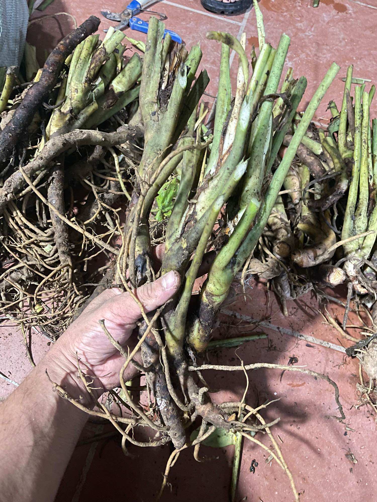 Cây thiên niên kiện ( gốc giống sống 100 %)