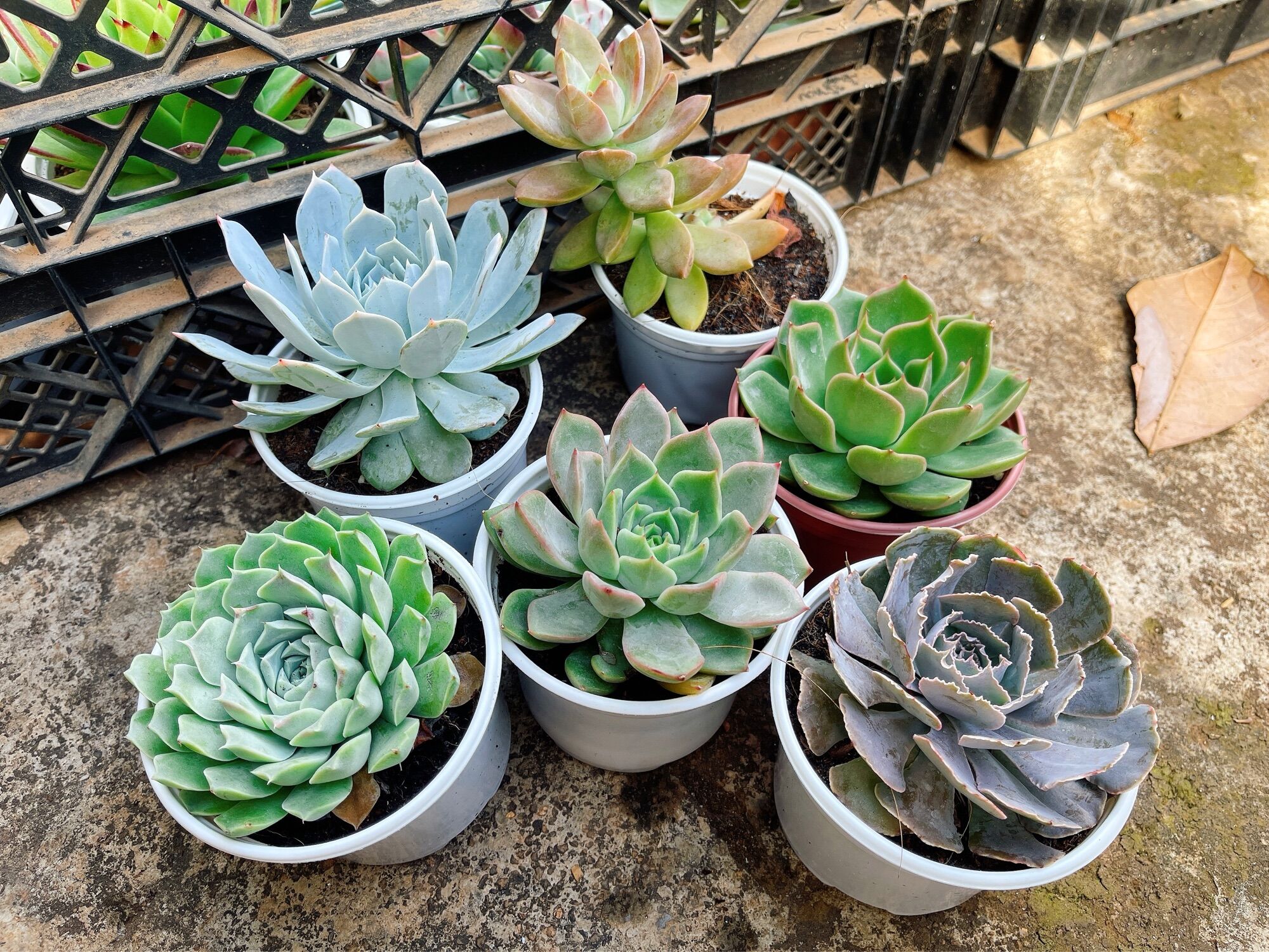 Sen đá size trung 6-8cm ngẫu nhiên
