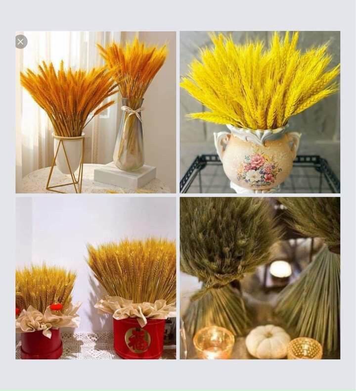 Lúa Mạch Khô bó 100 cành