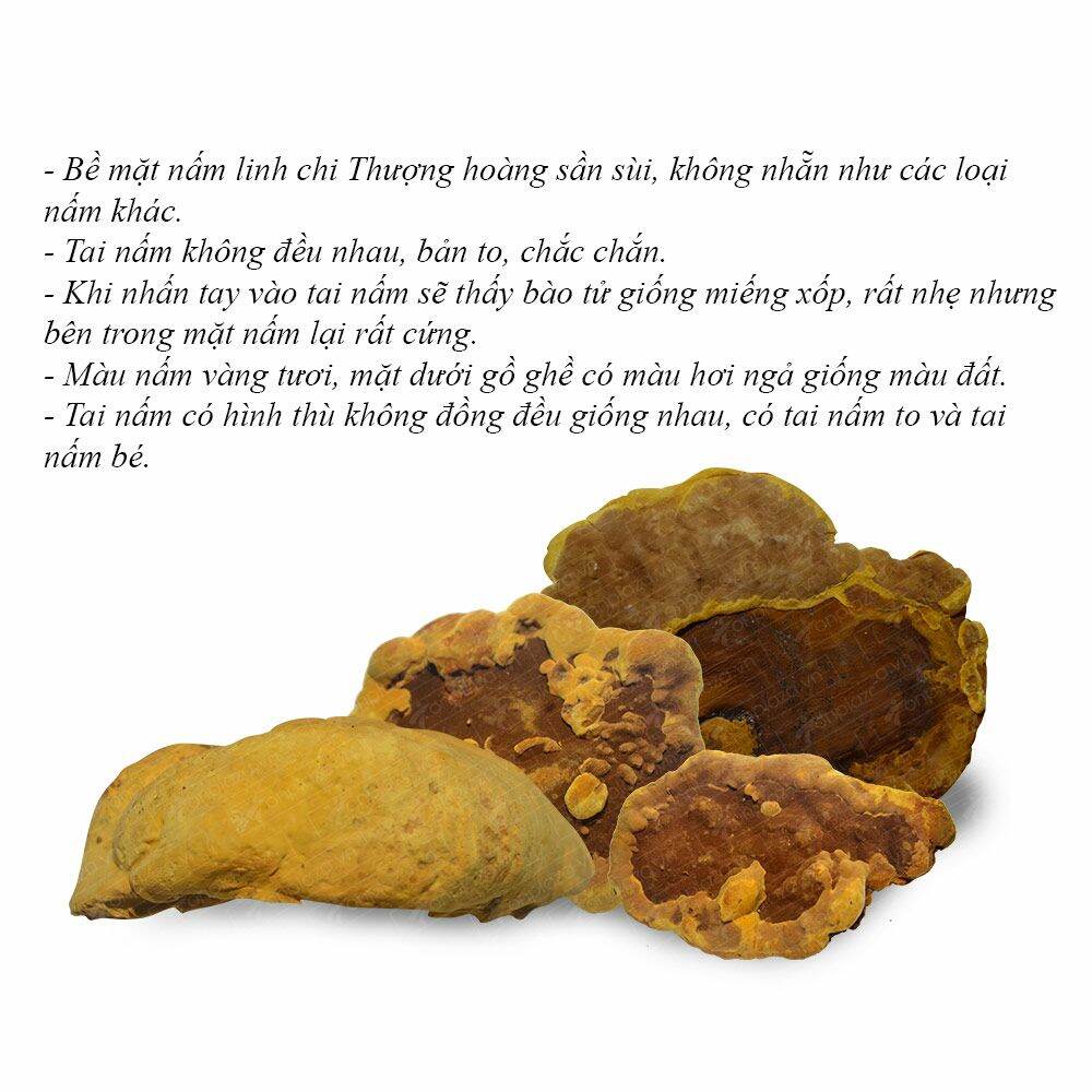 nấm thượng hoàng hàn quốc (hộp quà 0,5kg)