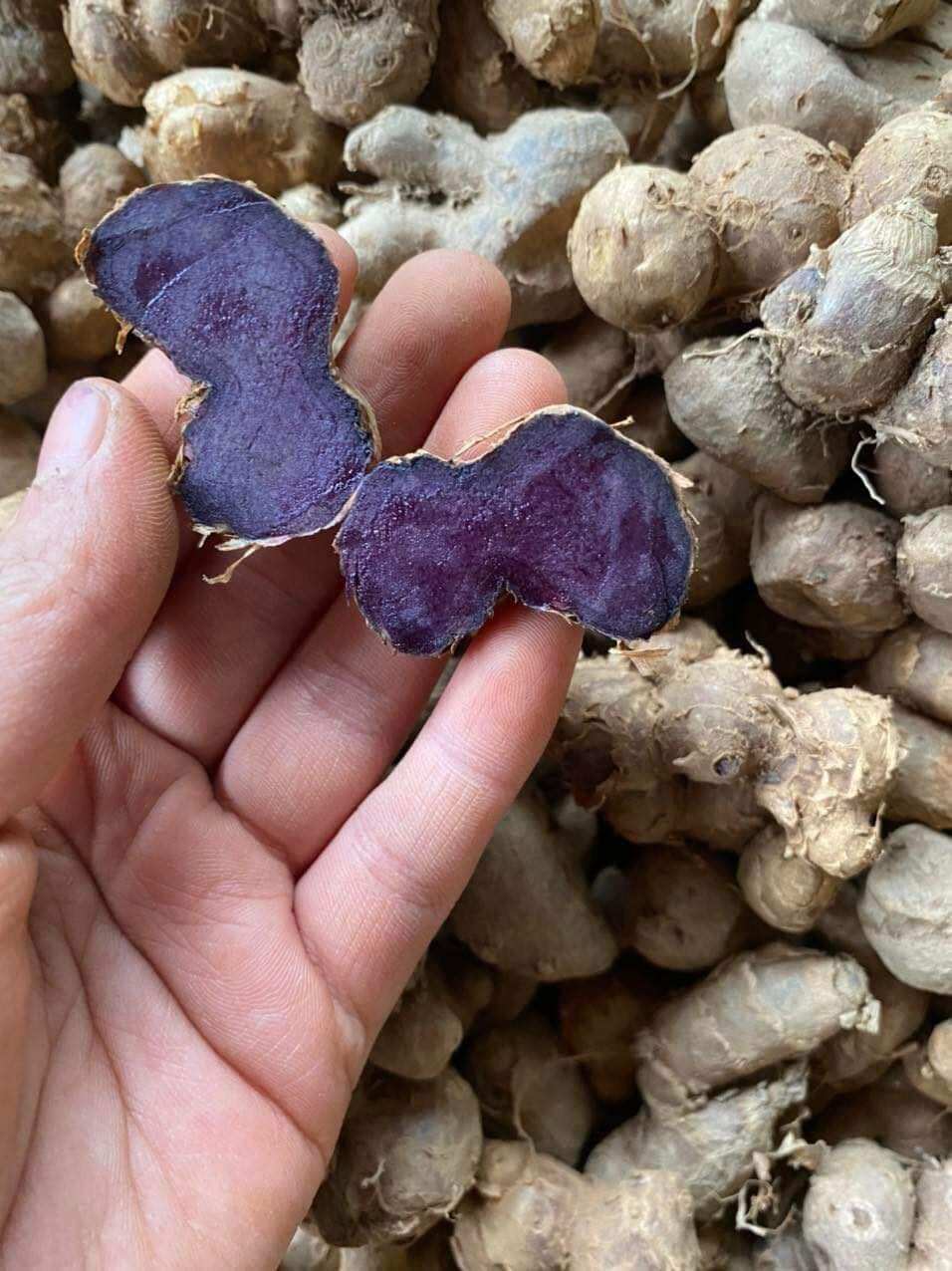 200g gừng đen đào ở rừng loại lâu năm. 100% không pha trộn hàng trồng