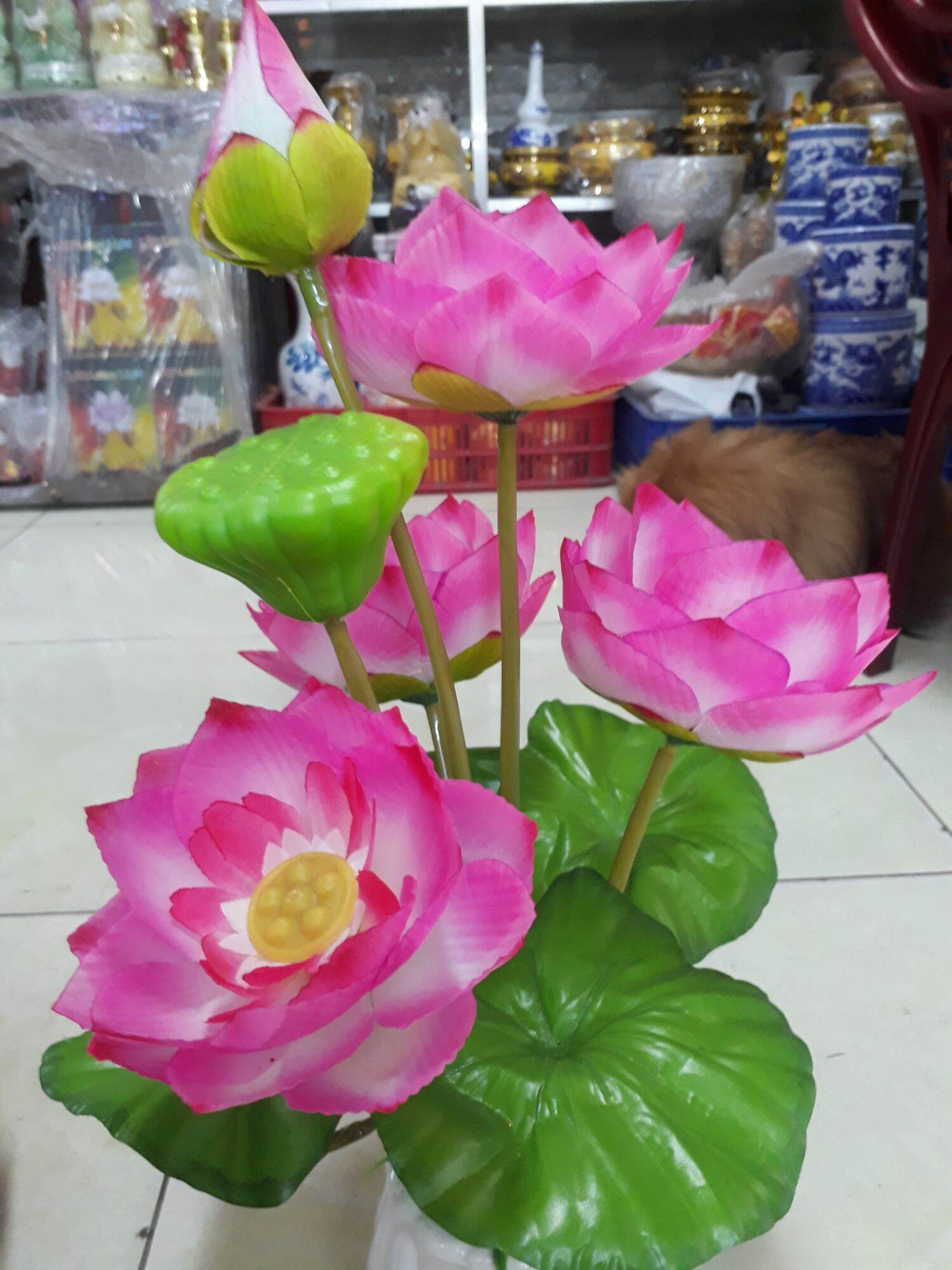 Hoa sen vải gương sen lớn