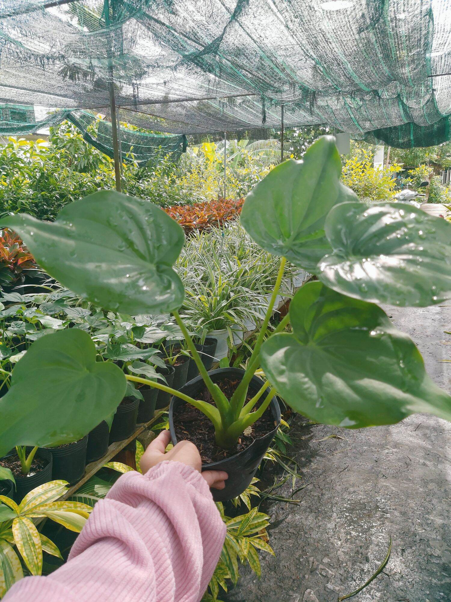 Cây môn tai phật