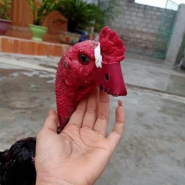 BỊT MỎ DA CHO GÀ ĐÁ [ CẶP DÙNG 2 CON ]