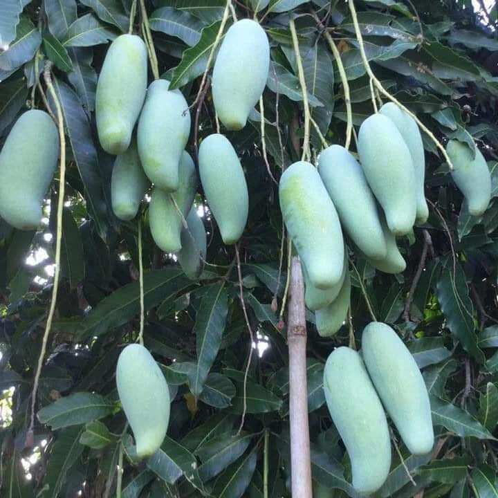 Cây xoài thái mau trái