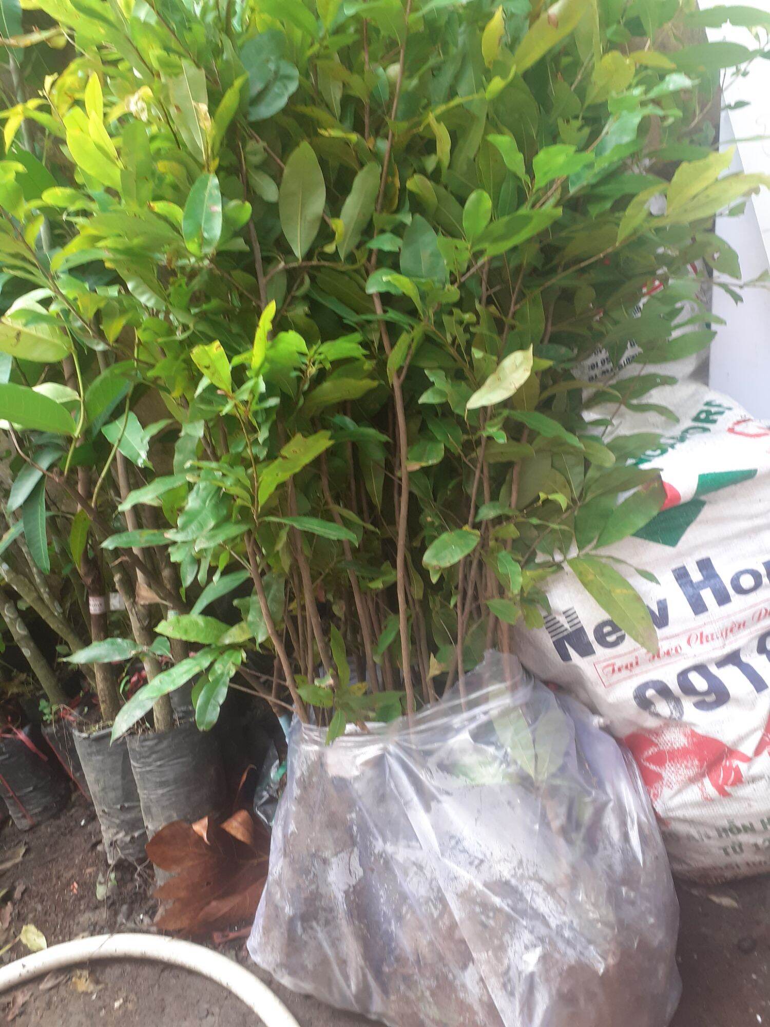 Mai cao 1,2 mét trở lên( 10 cây)
