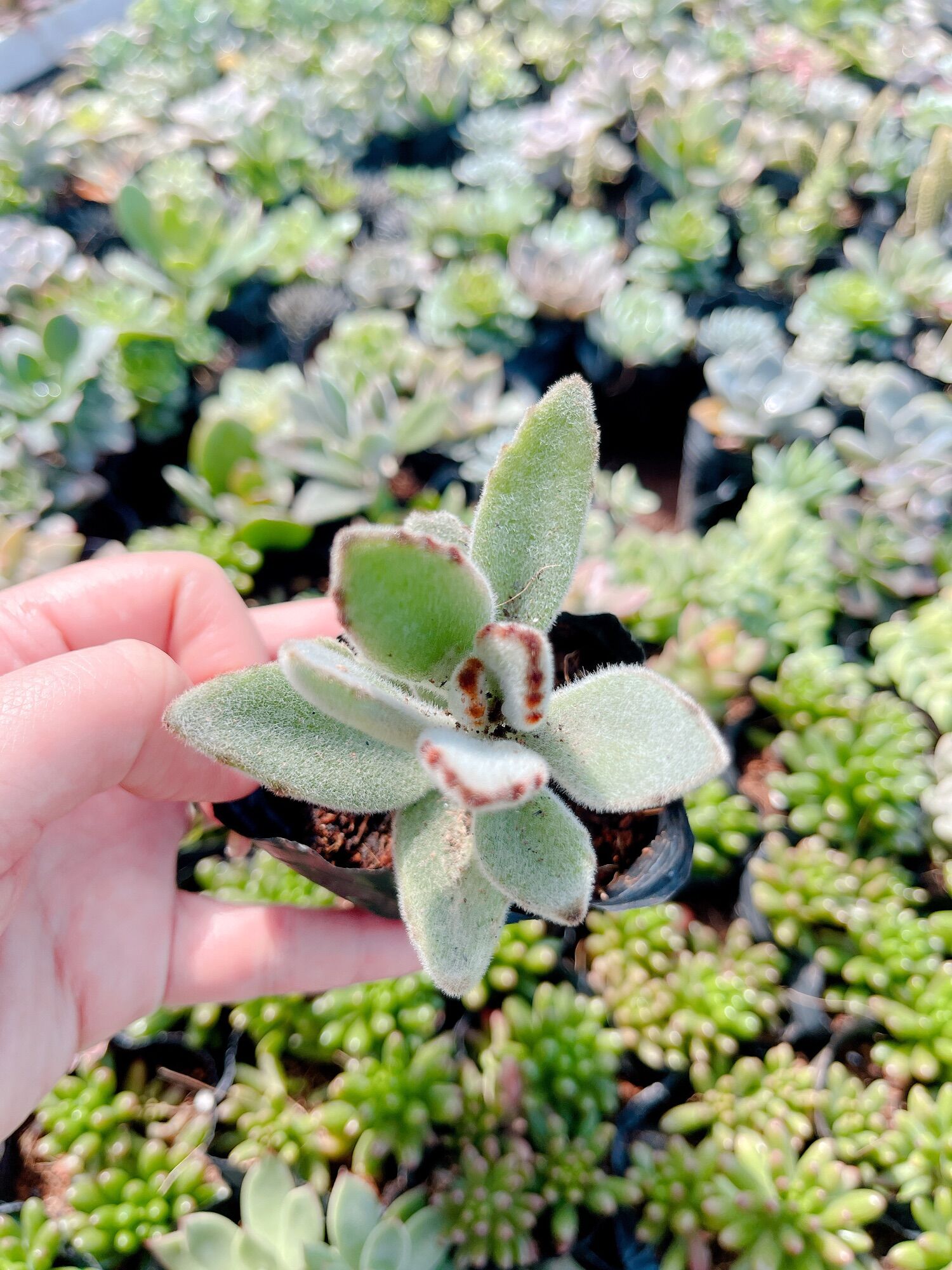 Sen đá nhung đen size bầu 3-5 cm