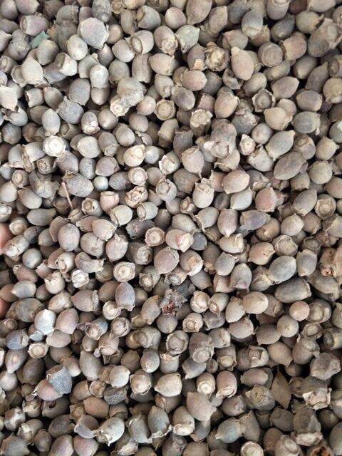 1kg quả sim rừng khô chuẩn