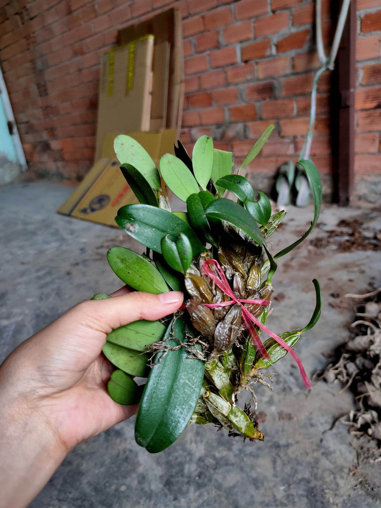 Combo 2 bó Lan Vảy Rồng