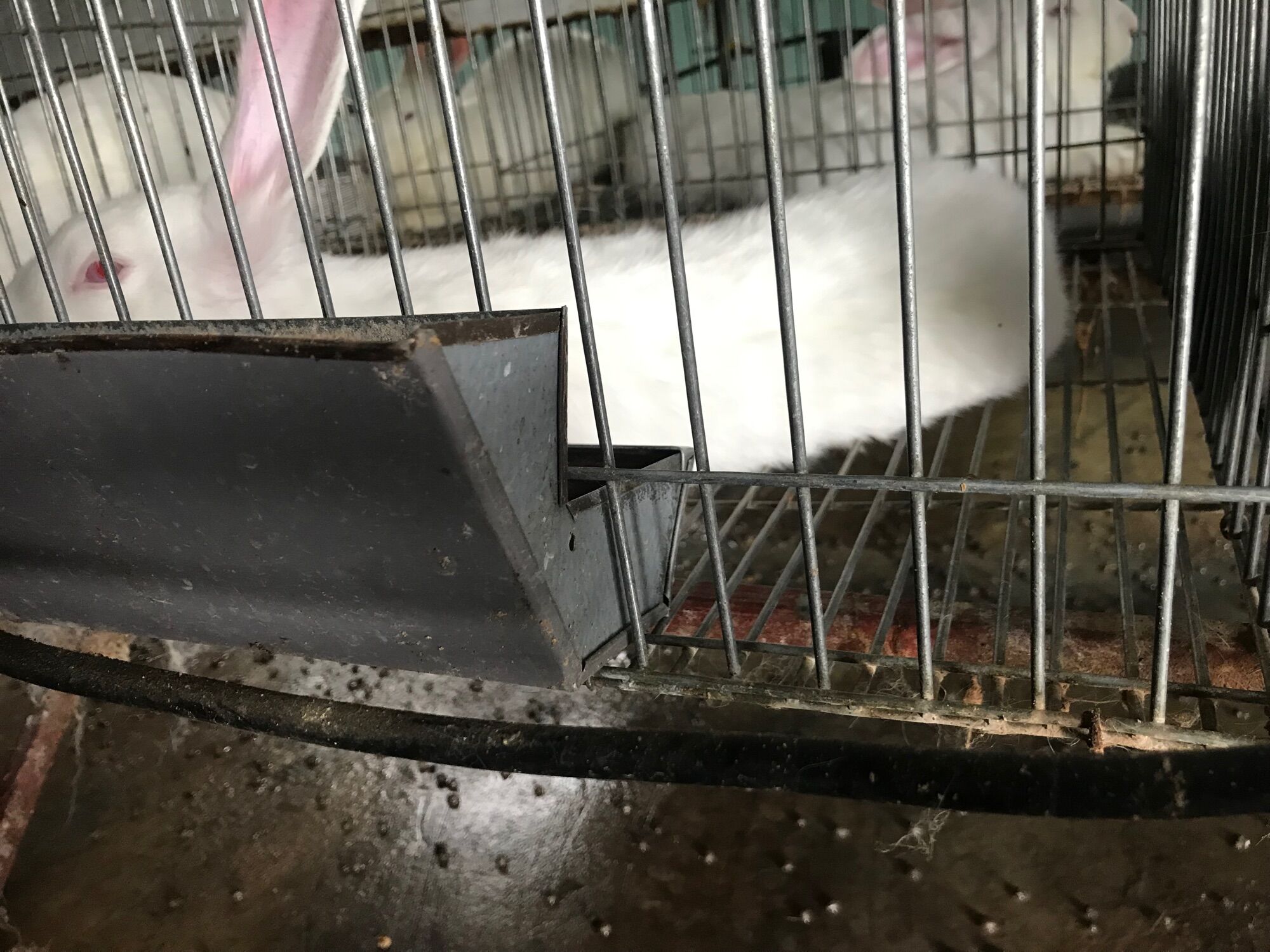 5 cái máng ăn cho thỏ loại 20cm