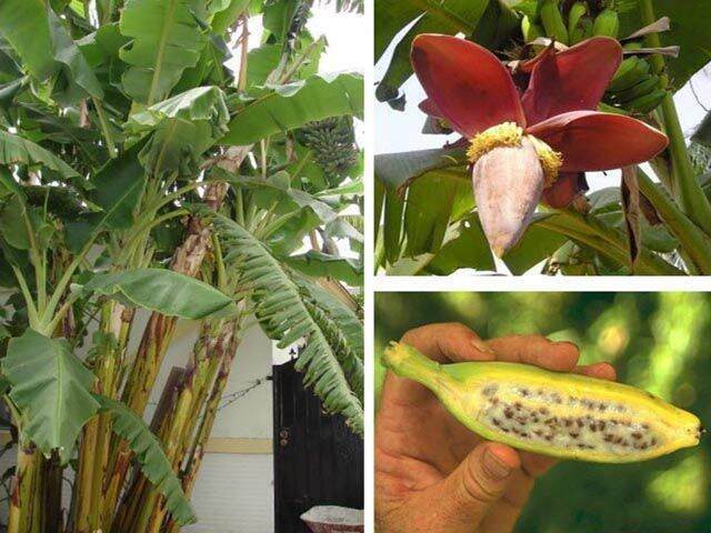 Cây giống chuối hột cấy mô (siêu sớm)