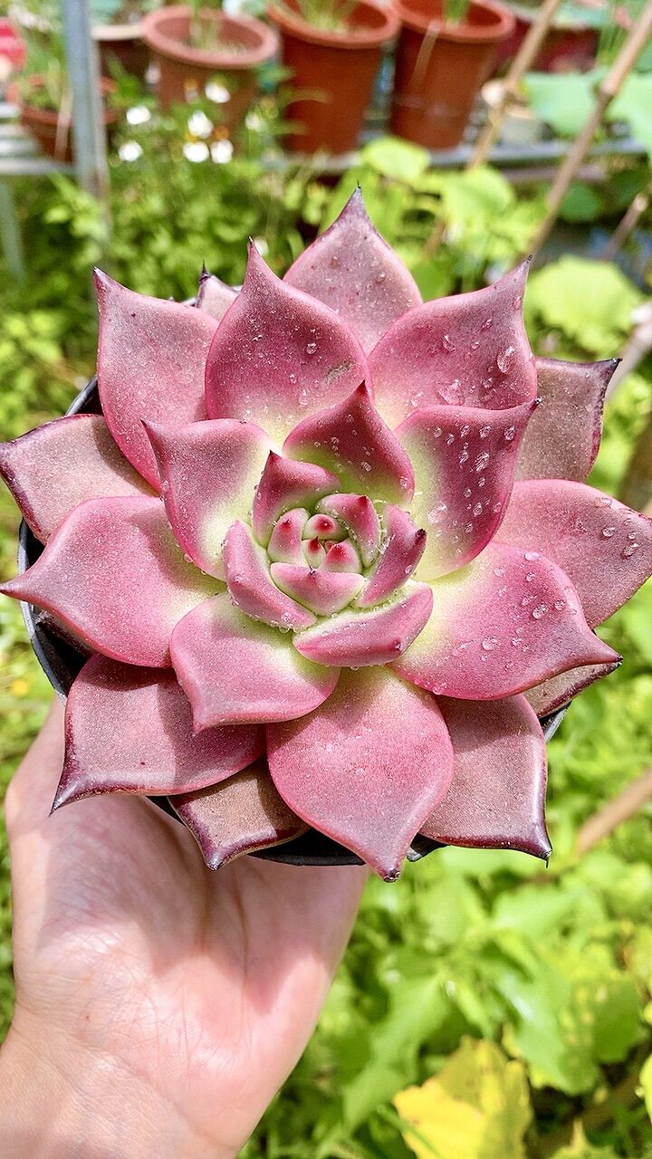 Sen đá đế hồng sz 10cm