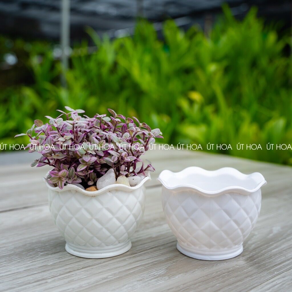 Chậu trồng cây kiểng, sen đá Quả dứa nhỏ siêu xinh