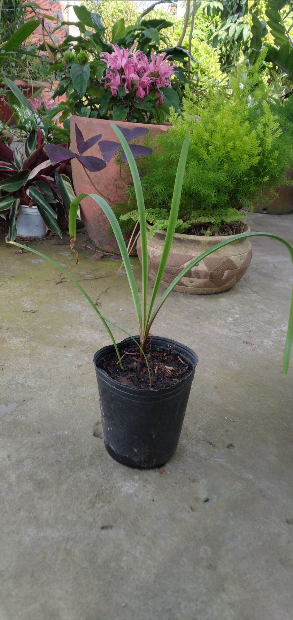 Huệ mưa Jumbo, hoa đẹp, dễ trồng