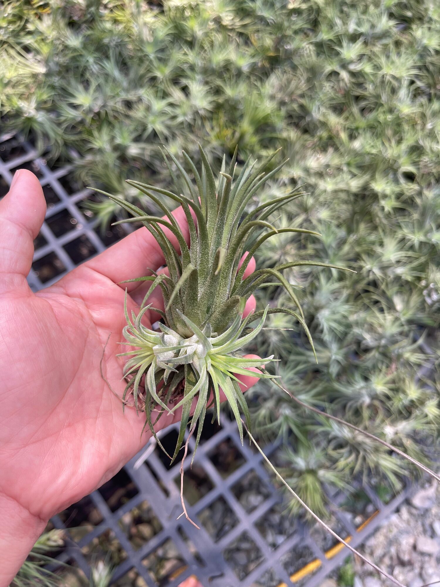 Cây không khí thạch thảo (tillandsia)
