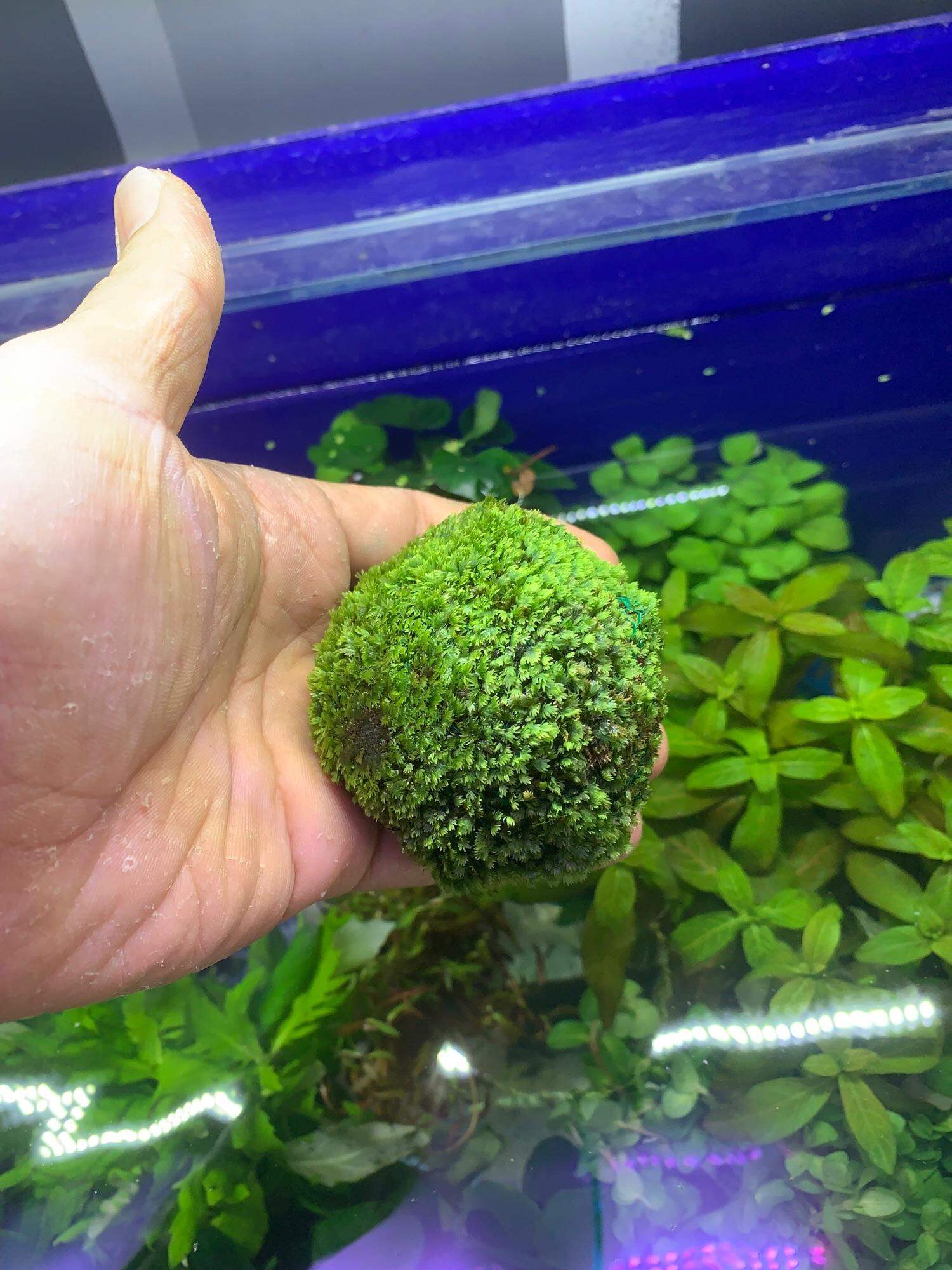 Mini fiss dạng viên bám đá , phụ kiện xanh cho hồ cá, tép thủy sinh