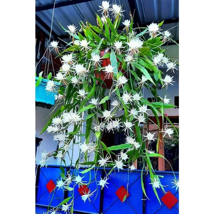 Cây Nhật Quỳnh  ( hoa thơm nở quanh năm)