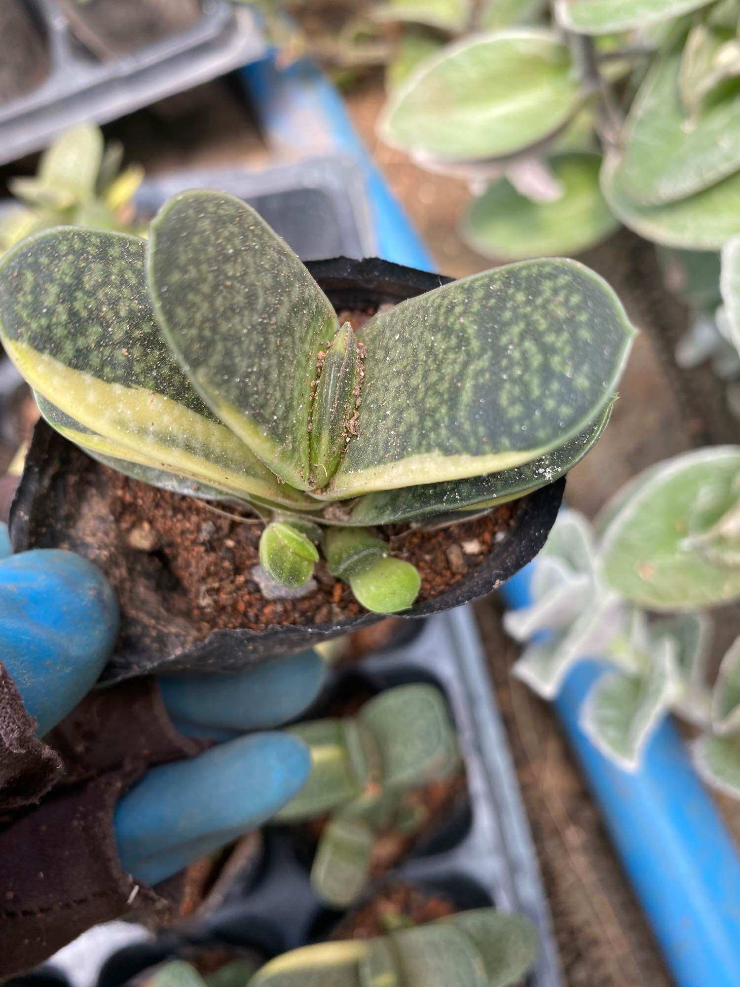 cây sen đá mỏ vịt var vịt lem_🌱hàng sẵn cây 4-5cm