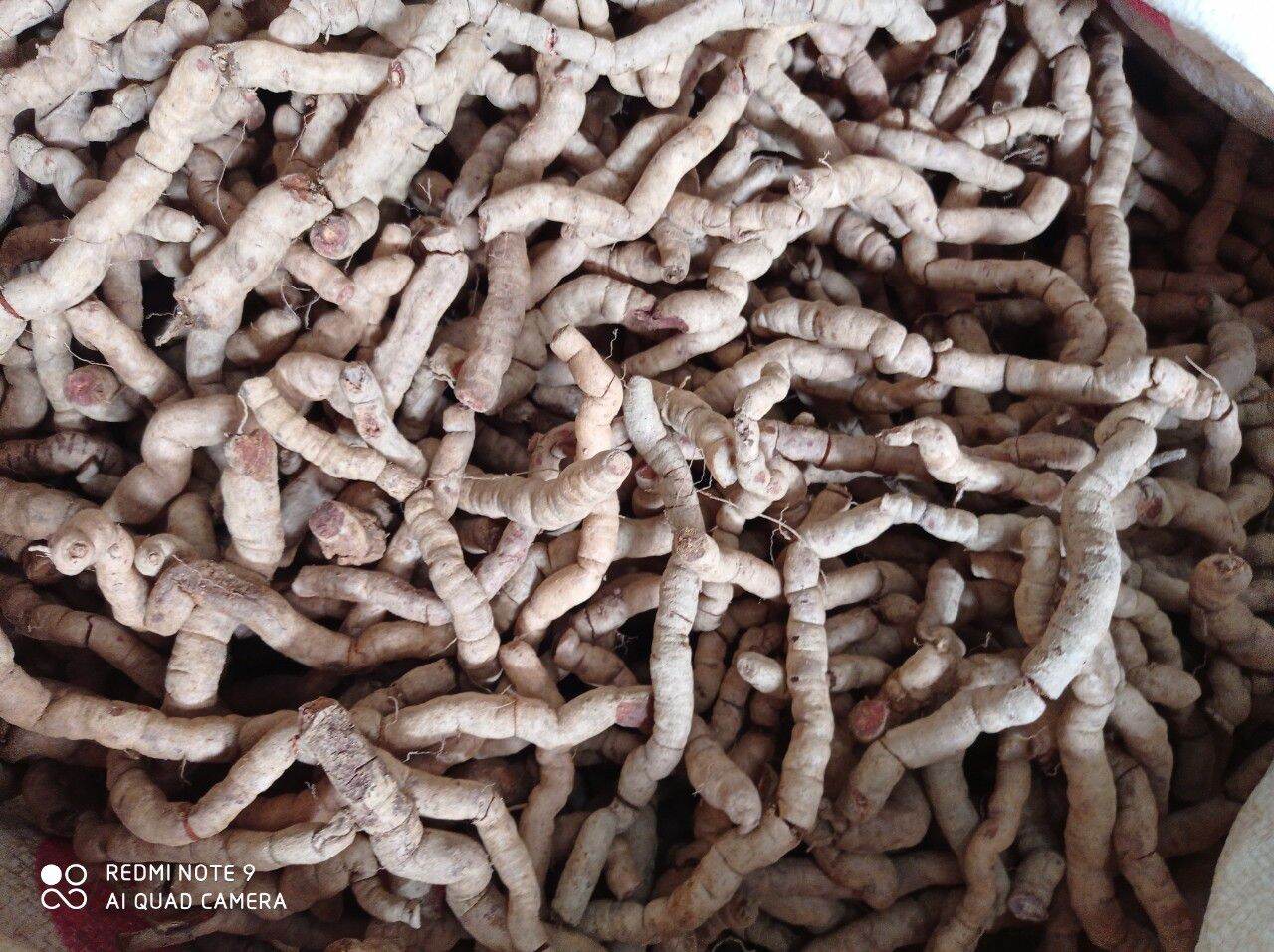 1KG BA KÍCH TÍM QUẢNG NINH