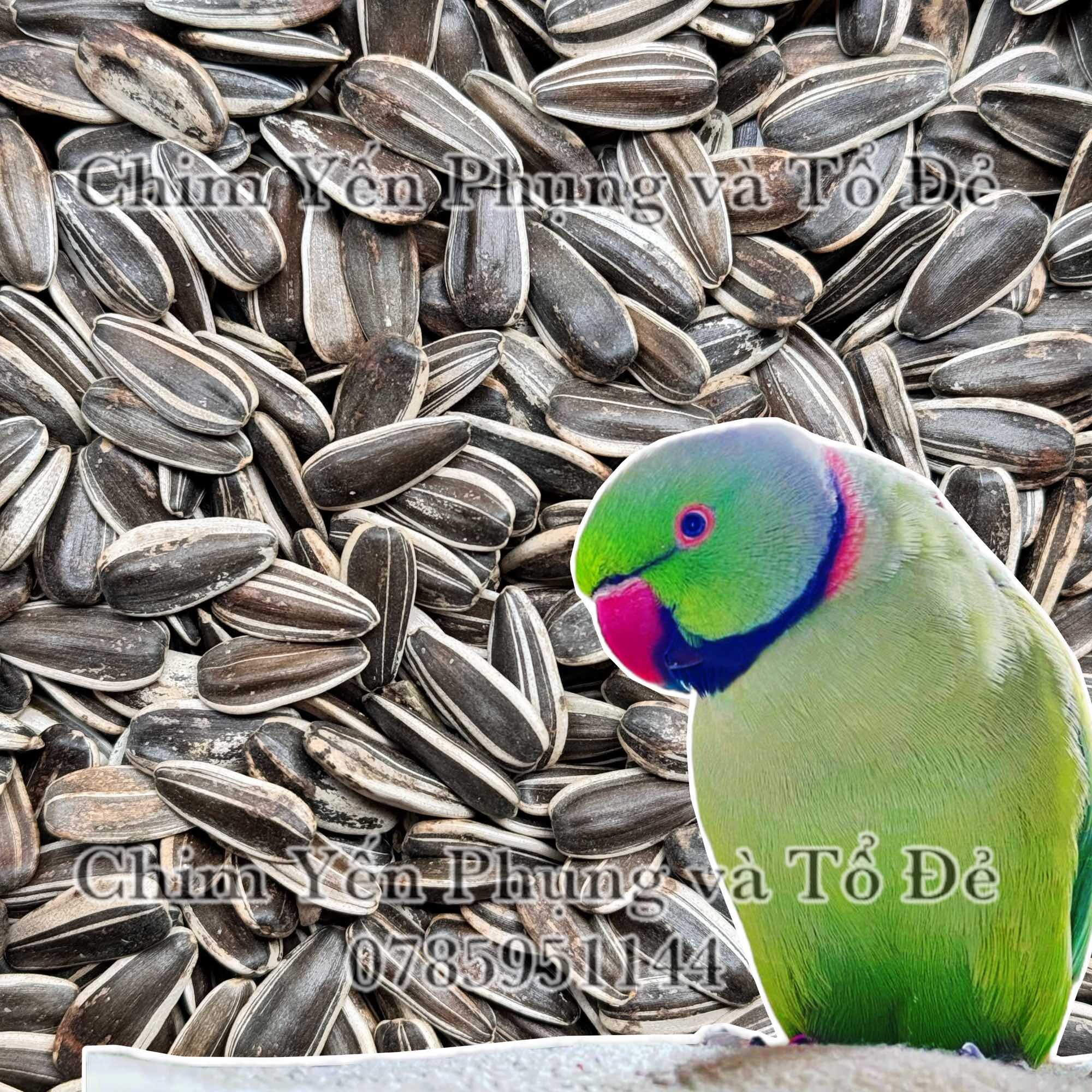 500g hạt hướng dương lớn giàu dinh dưỡng cho Vẹt, Sóc, Hamster..