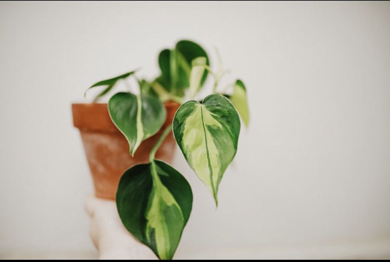 Trầu bà lá tim var