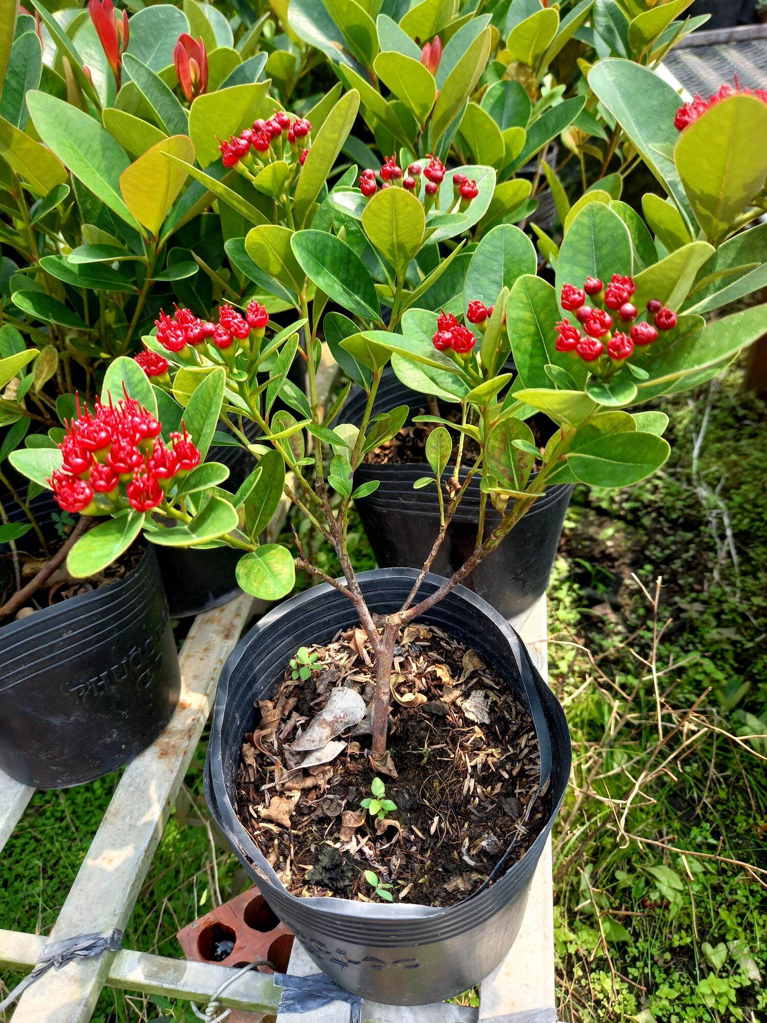 cây mai thái đỏ đậm