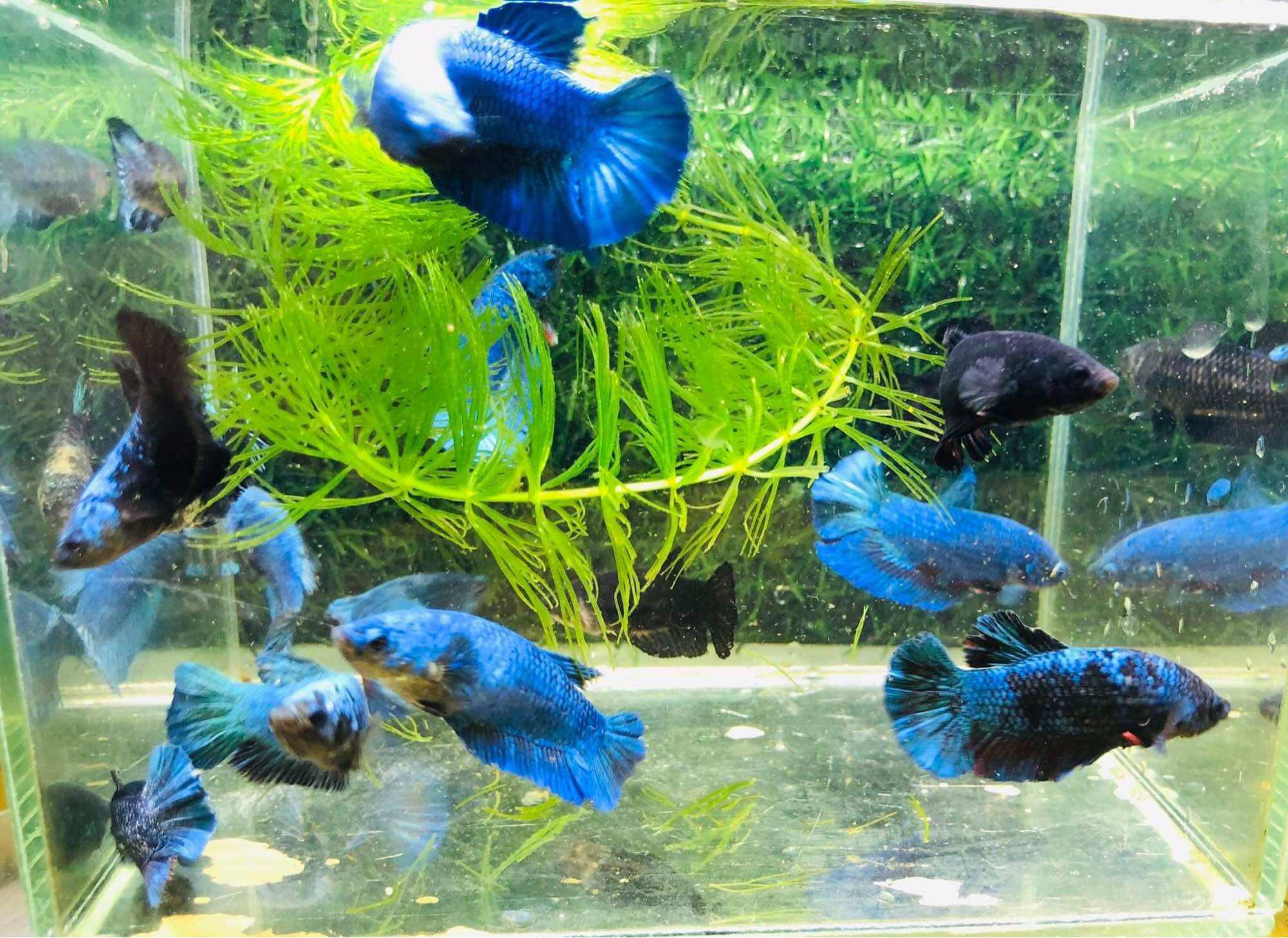 Thuỷ Sinh Betta Black Blue - Hàng cao cấp