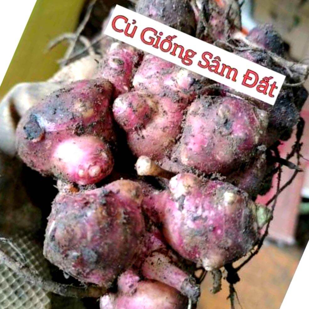 2 CỦ GIỐNG KHOAI SÂM Y TÝ CAO SẢN(12-15cùi)