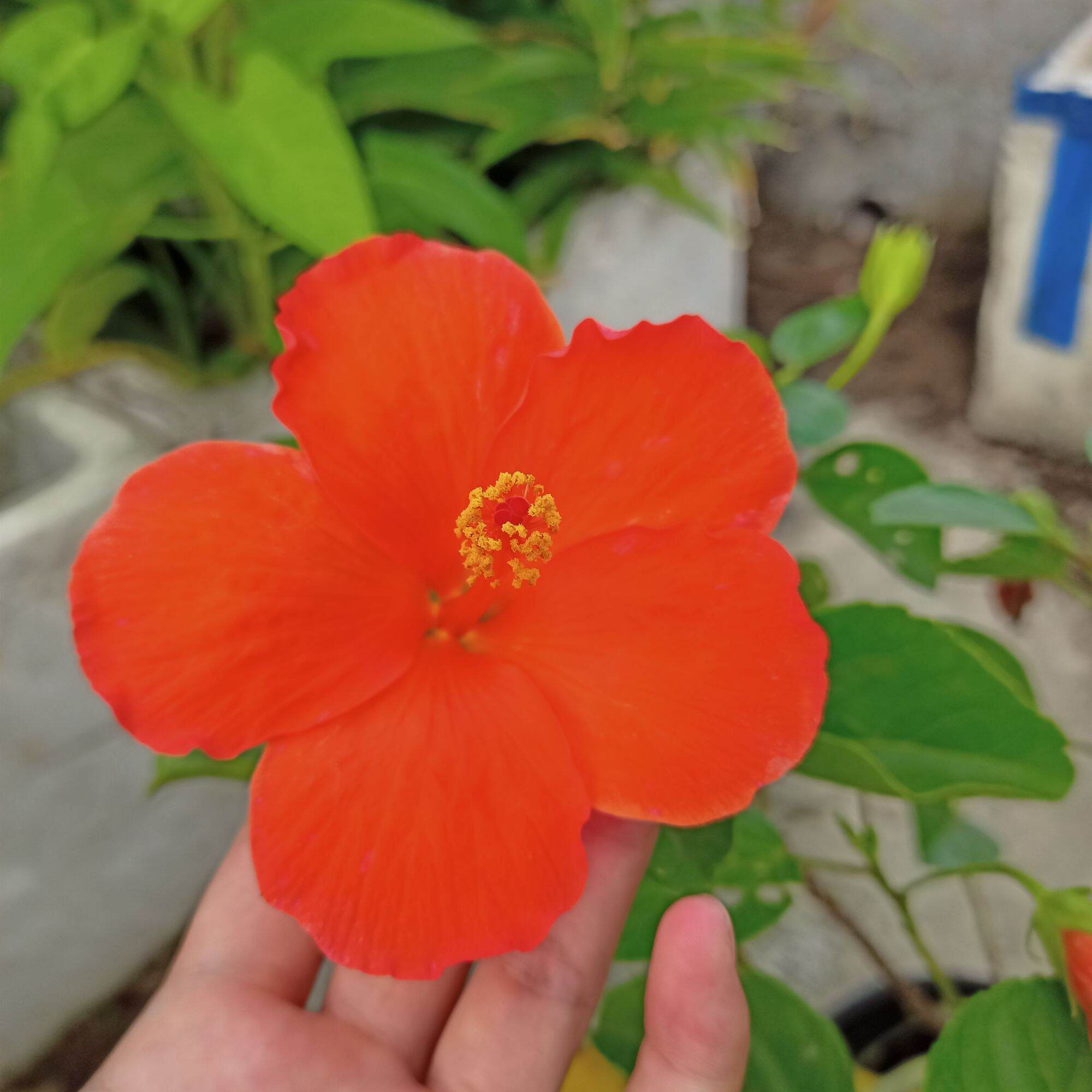 [Cây sưu tầm] Chậu cây hoa dâm bụt đơn cam