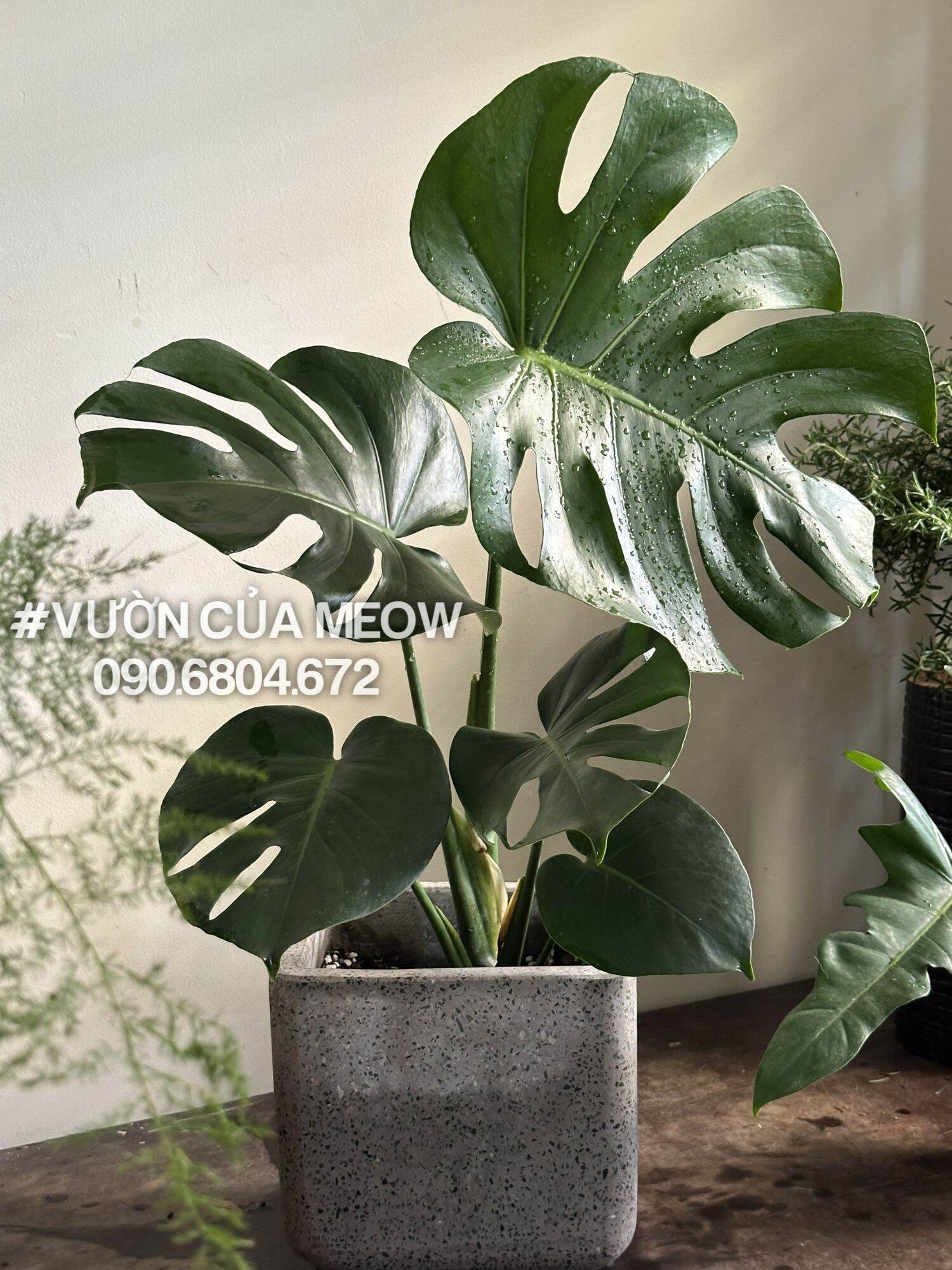 Monstera deliciosa - cây trầu bà nam mỹ - kiểng lá rễ khỏe, cây cảnh decor. size l: cây cao 60cm, size lá 40 cm, trầu bà lá xẻ - monstera, cây trong nhà - indoor plant, trầu bà nam mỹ #vuoncuameow