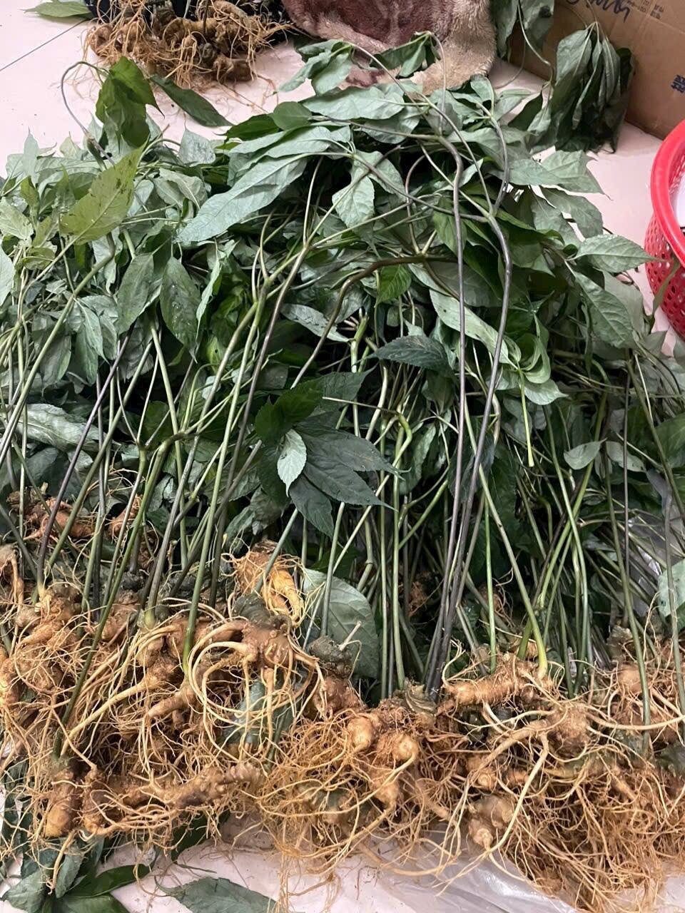 trà sâm dây thái lát khô 50g