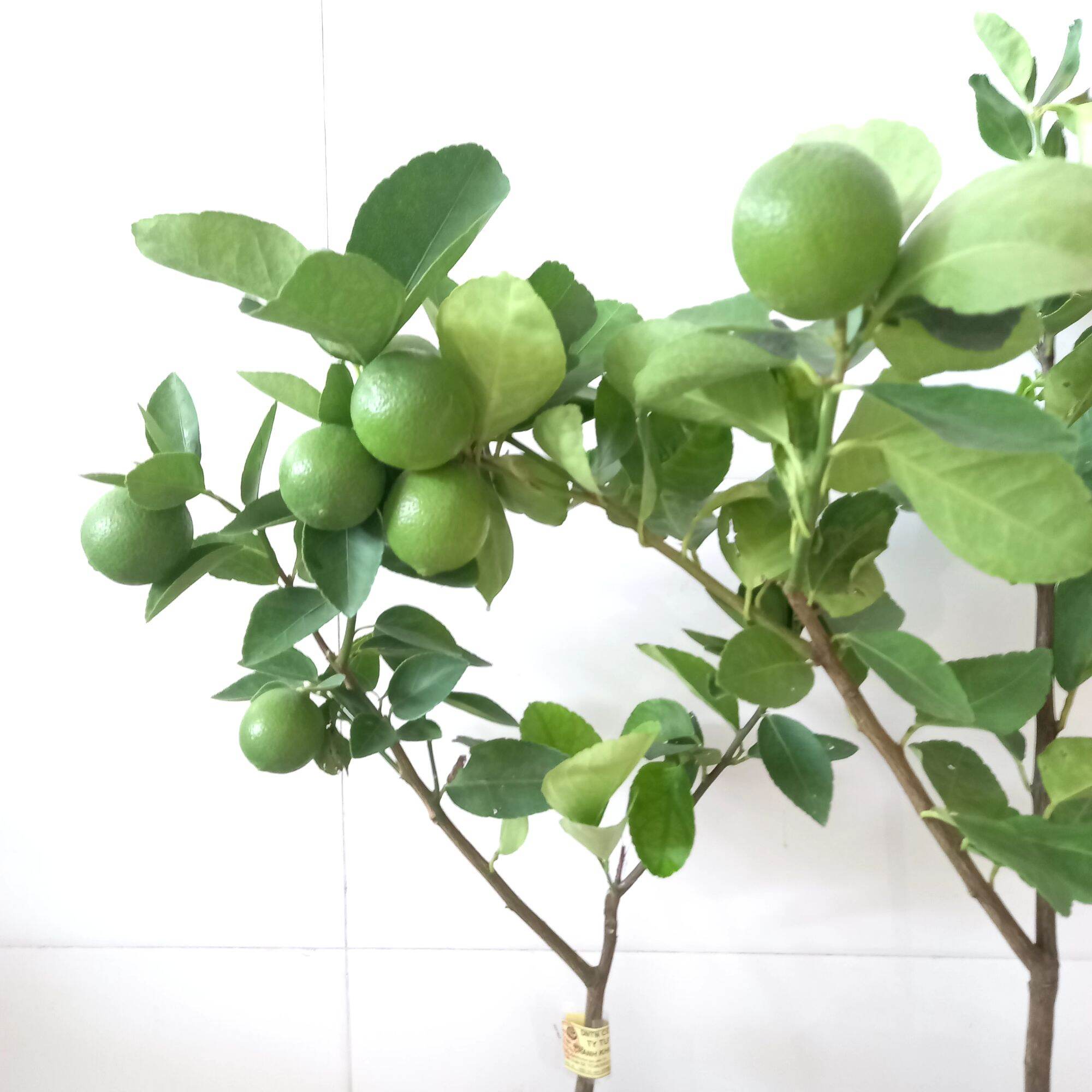 cây chanh không hạt
