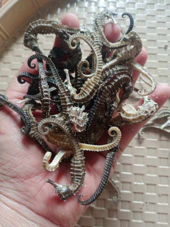 10 con cá ngựa nhỏ khô