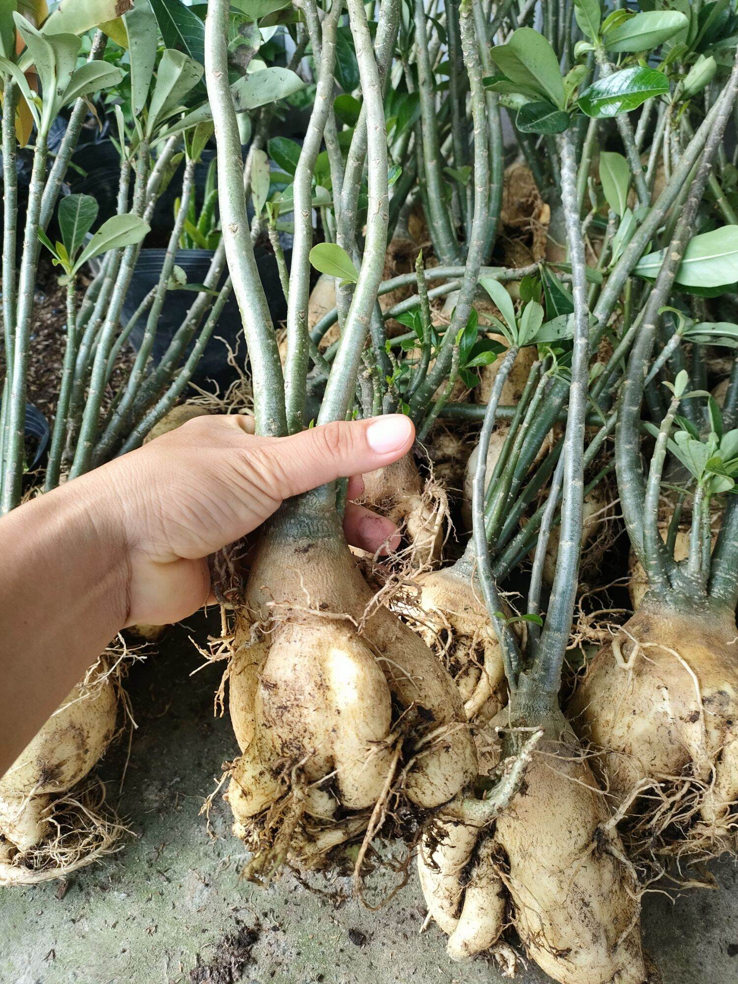 Combo 10 củ hoa sứ thái màu đỏ