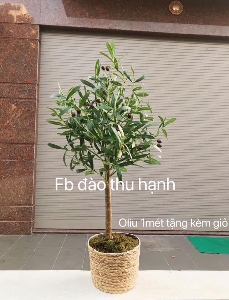 Cây oliu giả 1met