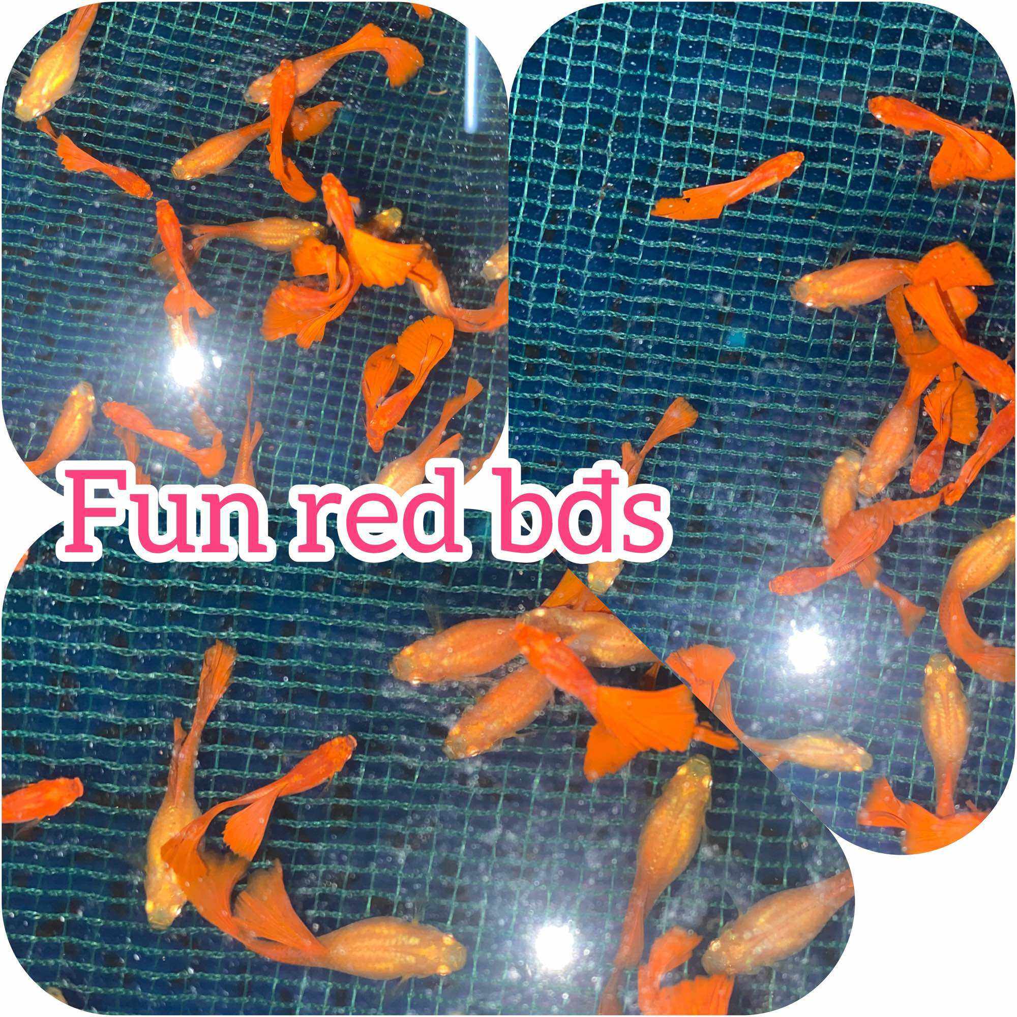 GUPPY FUN RED 1 CẶP TRỐNG VÀ MÁI