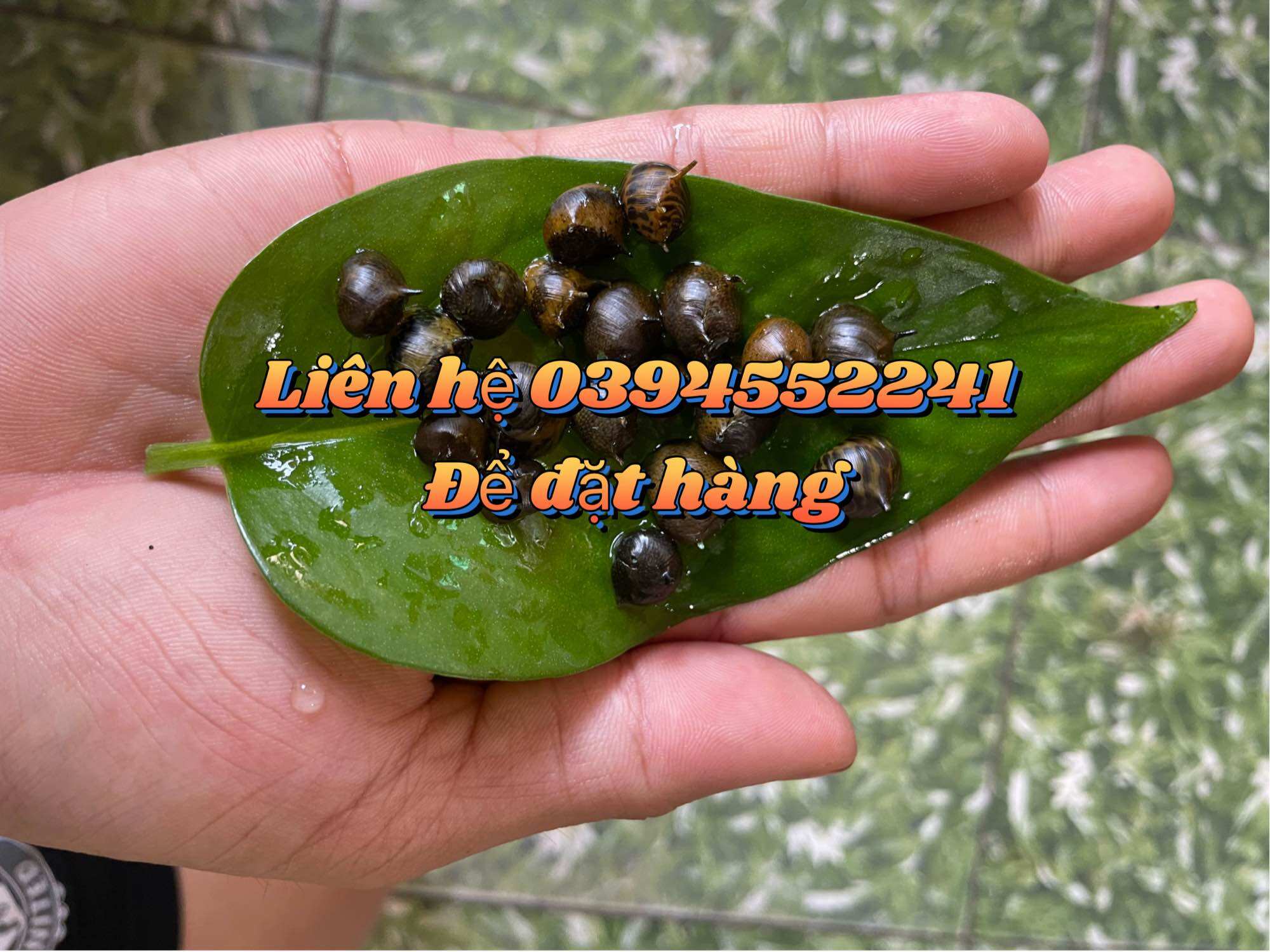 Ốc Nerita Gai Size 10mm-13mm
