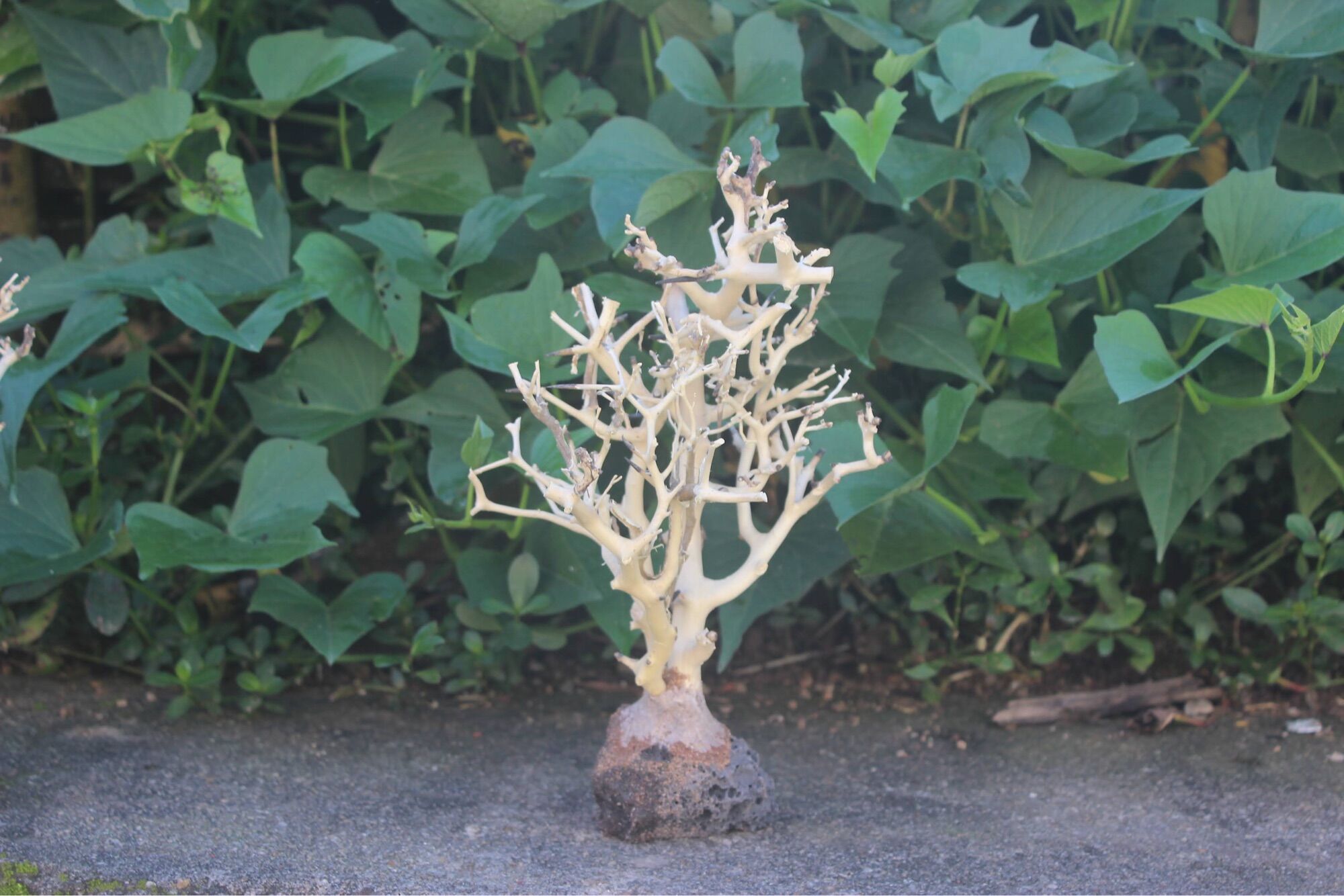 Lũa bonsai tự nhiên cao 10cm